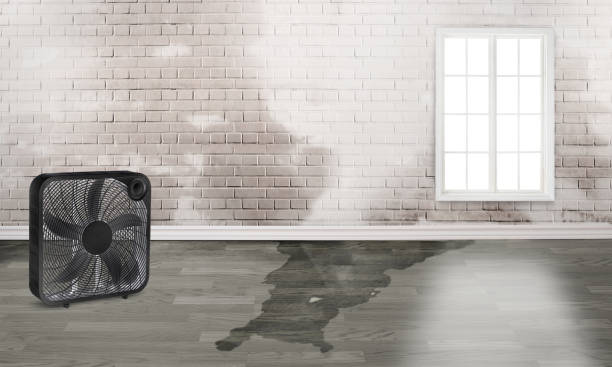 Best Mold removal after water damage  in Hoopa, CA